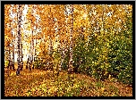 Jesień, Las, Brzezina