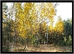 Jesień, Las, Brzozy, Sosny