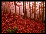 Jesień, Park, Drzewa, Opadłe, Czerwone, Liście