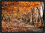 Jesień, Drzewa, Droga, Park