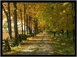 Jesień, Dzewa, Droga, Park