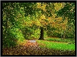 Jesień, Park, Droga, Drzewa