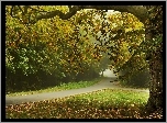 Jesień, Park, Mgła, Drogi, Drzewa