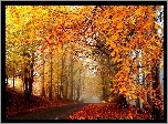 Jesień, Droga, Drzewa, Liście