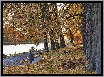 Jesień, Rzeka, Droga, Drzewa, Ławka
