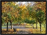 Jesień, Park, Kolorowe, Drzewa, Ławki