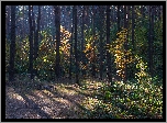Jesień, Las, Drzewa, Dróżka