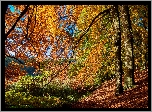 Jesień, Las, Drzewa, Gałęzie