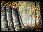 Jesień, Las, Drzewa, Mgła