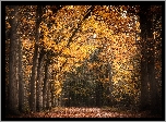 Jesień, Las, Drzewa, Pożółkłe
