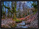 Jesień, Las, Drzewa, Rzeczka