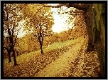 Jesień, Liście, Drzewa, Droga