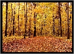 Jesień, Liście, Drzewa, Park