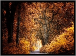 Jesień, Las, Żółto-brązowe, Drzewa, Droga