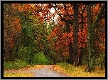 Jesień, Park, Drzewa, Alejki