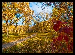 Jesień, Park, Drzewa, Droga
