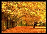 Jesień, Park, Drzewa, Liście
