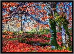 Jesień, Park, Drzewa, Liście