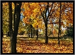 Jesień, Park, Drzewa, Liście