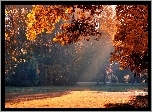 Jesień, Park, Drzewa, Mgła