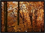 Drzewa, Jesień, Park