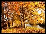 Jesień, Rzeczka, Drzewa, Liście