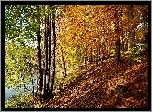 Jesień, Skarpa, Drzewa, Rzeka