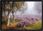 Jesień, Wrzosowisko, Drzewa, Brzozy, Mgła, Park Narodowy Peak District, Stanton Moor, Anglia