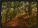 Jesień, Las, Drzewa, Rozłożyste, Drzewo, Ścieżka