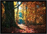 Jesień, Las, Drzewa, Suche, Gałęzie, Droga