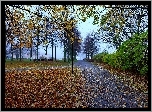 Jesień, Park, Drzewa, Jesienne, Liście