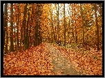Jesień, Droga, Park, Jesienne, Liście