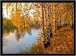 Jesień, Aleja, Brzozy, Liście, Jezioro, Odbicie