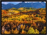 Jesień, Góry, San Juan Mountains, Przełęcz, Dallas Divide, Lasy, Drzewa, Kolorado, Stany Zjednoczone