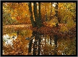 Jesień, Odbicie, Drzewa, Kaczki, Staw