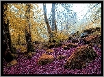 Jesień, Las, Omszone, Kamienie, Liście