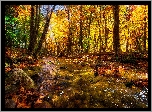 Jesień, Las, Rzeka, Kamienie, Liście