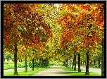Jesień, Park, Alejka, Drzewa, Kolorowe, Liście