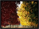 Jesień, Park, Alejka, Kolorowe, Liście