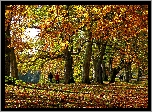 Jesień, Park, Drzewa, Aleja, Kolorowe, Liście
