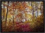 Jesień, Las, Drzewa, Kolorowe, Liście