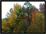 Jesień, Drzewa, Kolorowe, Liście