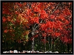 Jesień, Las, Drzewa, Liście, Kolorowe, Kamienie