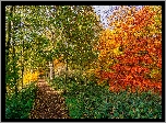 Jesień, Droga, Liście, Kolorowe, Drzewa