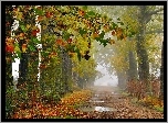 Jesień, Droga, Mgła, Kolorowe, Liście