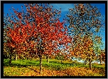 Jesień, Drzewa, Trawa, Kolorowe, Liście