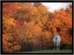 Koń, Jesień, Drzewo