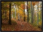 Jesień, Las