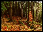 Jesień, Las