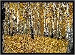Jesień, Brzozowy, Las, Polana